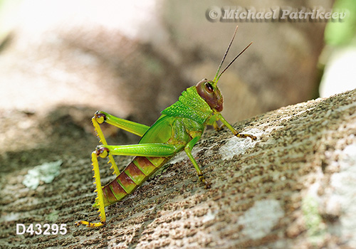 Giant Violet-winged Grasshopper (Tropidacris collaris)